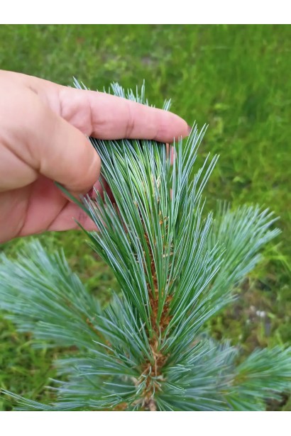 Сосна гнучка Vanderwolf’s Pyramid фото